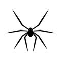 Black spider isolated on white background